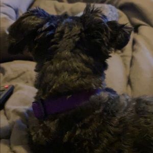 Meet your Posher, Josie